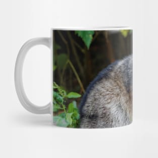 Diurnal Raccoon Poses on the Gravel Mug